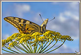 Machaon